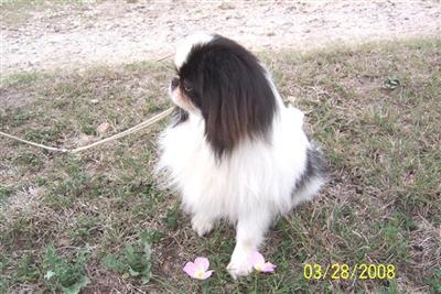 Dogs - Japanese Chin